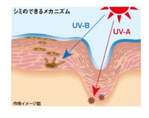 紫外線A波とB波のイメージ図